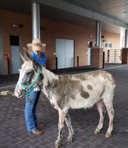 Kai the donkey